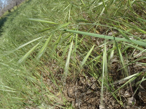 Bromus diandrus