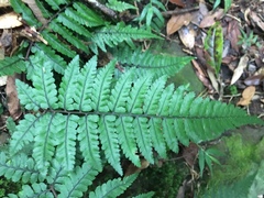 Athyrium leiopodum