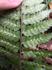 Athyrium leiopodum