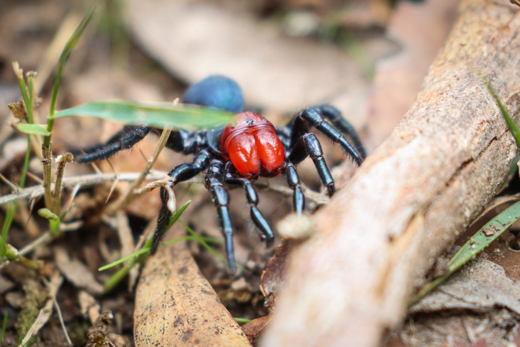 Red-headed Mouse Spider from Macclesfield SA 5153, Australia on April ...