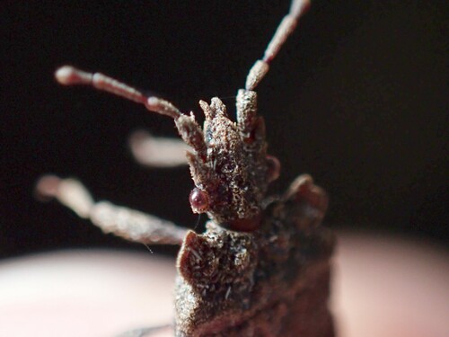 Artabanus observed 2023-04-09