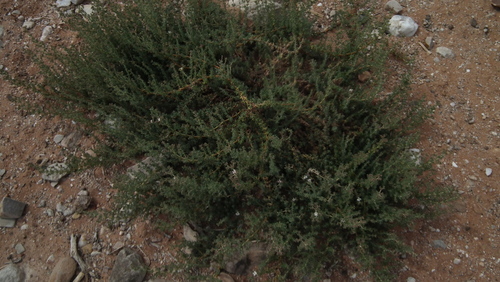 Image of Frankenia anneliseae by (c) Shaun Swanepoel, some rights reserved (CC BY)
