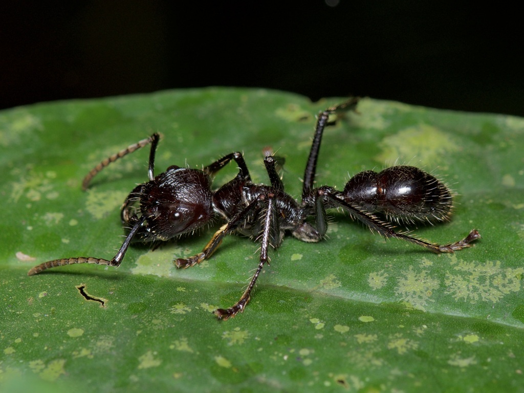 Paraponera clavata - Antariums