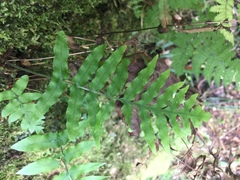 Polypodiastrum mengtzeense