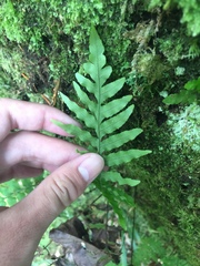 Polypodiastrum mengtzeense