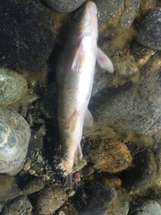 Catostomus rimiculus