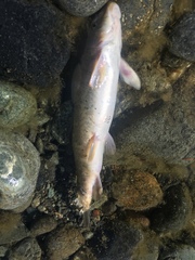 Catostomus rimiculus