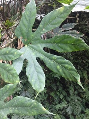 Fatsia polycarpa