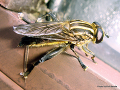 Orthoprosopa bilineata