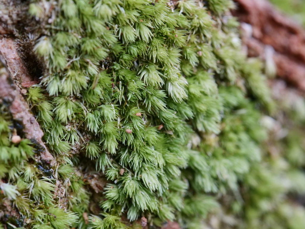 Leucobryum subchlorophyllosum