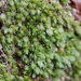 Leucobryum subchlorophyllosum - Photo (c) Keith Morris, some rights reserved (CC BY-NC), uploaded by Keith Morris