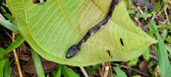 Highland Snail-Eater photo 3