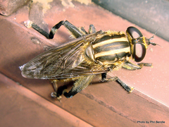 Orthoprosopa bilineata