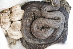 Liasis mackloti