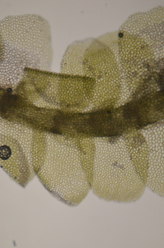Image of Chiloscyphus pallescens by no rights reserved