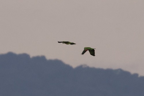 Yellow-naped Amazon (Amazona auropalliata)