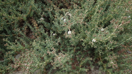 Image of Frankenia anneliseae by (c) Shaun Swanepoel, some rights reserved (CC BY)