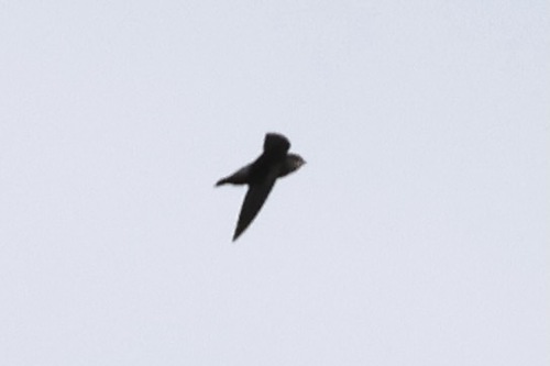 Costa Rican Swift (Chaetura fumosa), photo 9
