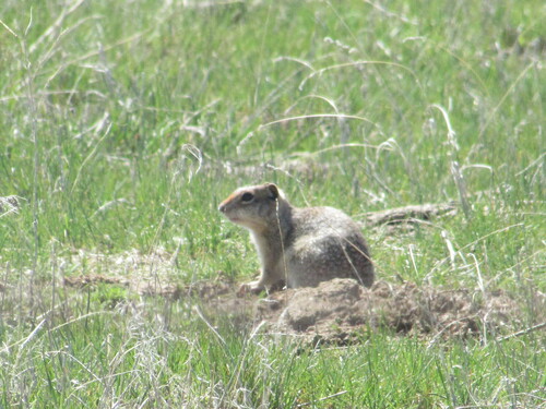 Idaho Ground Squirrel (Urocitellus brunneus), a lookalike recorded in Idaho