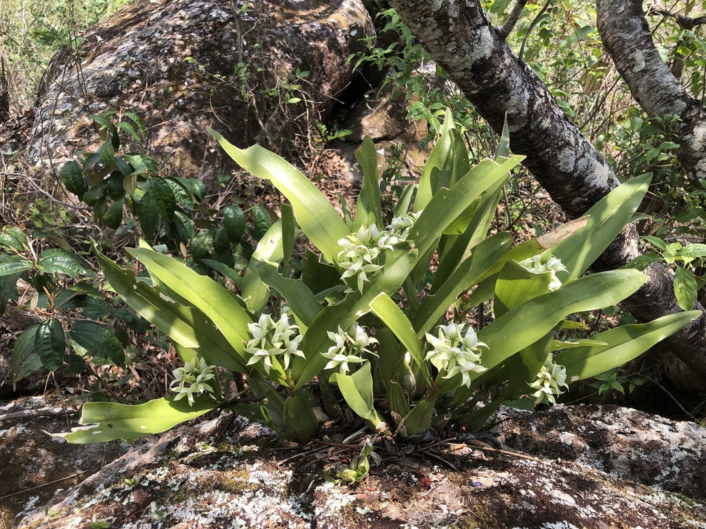 Prosthechea madrensis