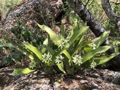 Prosthechea madrensis