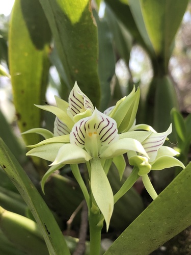 Prosthechea madrensis, photograph 1
