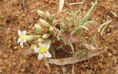 Jatropha erythropoda image