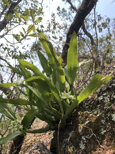 Prosthechea madrensis, photograph 2