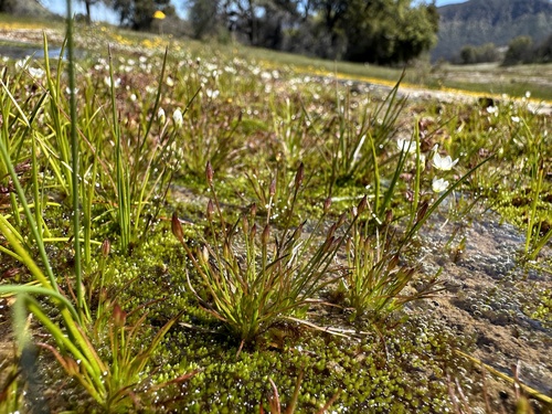 Image of Juncus luciensis by (c) Matt Berger, some rights reserved (CC BY)