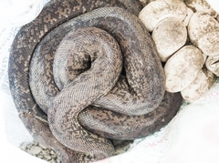 Liasis mackloti