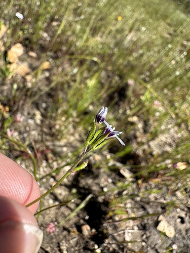 Image of Gilia clivorum by (c) Matt Berger, some rights reserved (CC BY)