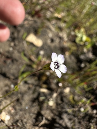 Image of Gilia clivorum by (c) Matt Berger, some rights reserved (CC BY)