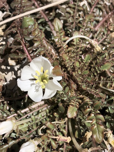 Gypsum Cave Evening Primrose (Oenothera cavernae)