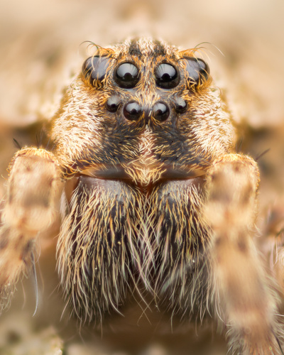 Dark Fishing Spider, photo 9 of 9