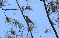 Lichmera indistincta limbata