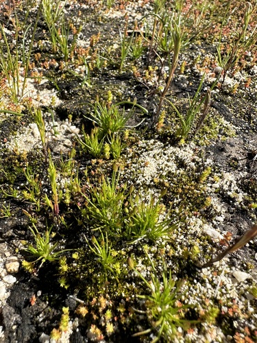 Image of Juncus luciensis by (c) Matt Berger, some rights reserved (CC BY)