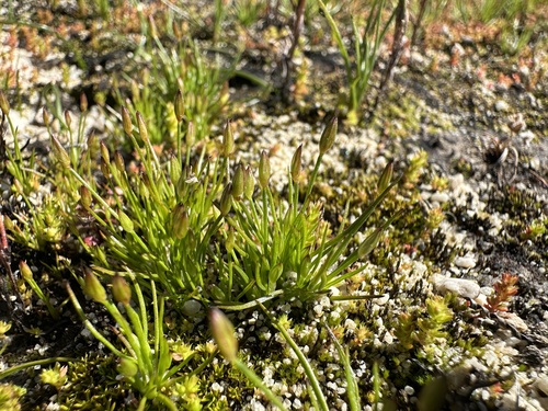 Image of Juncus luciensis by (c) Matt Berger, some rights reserved (CC BY)