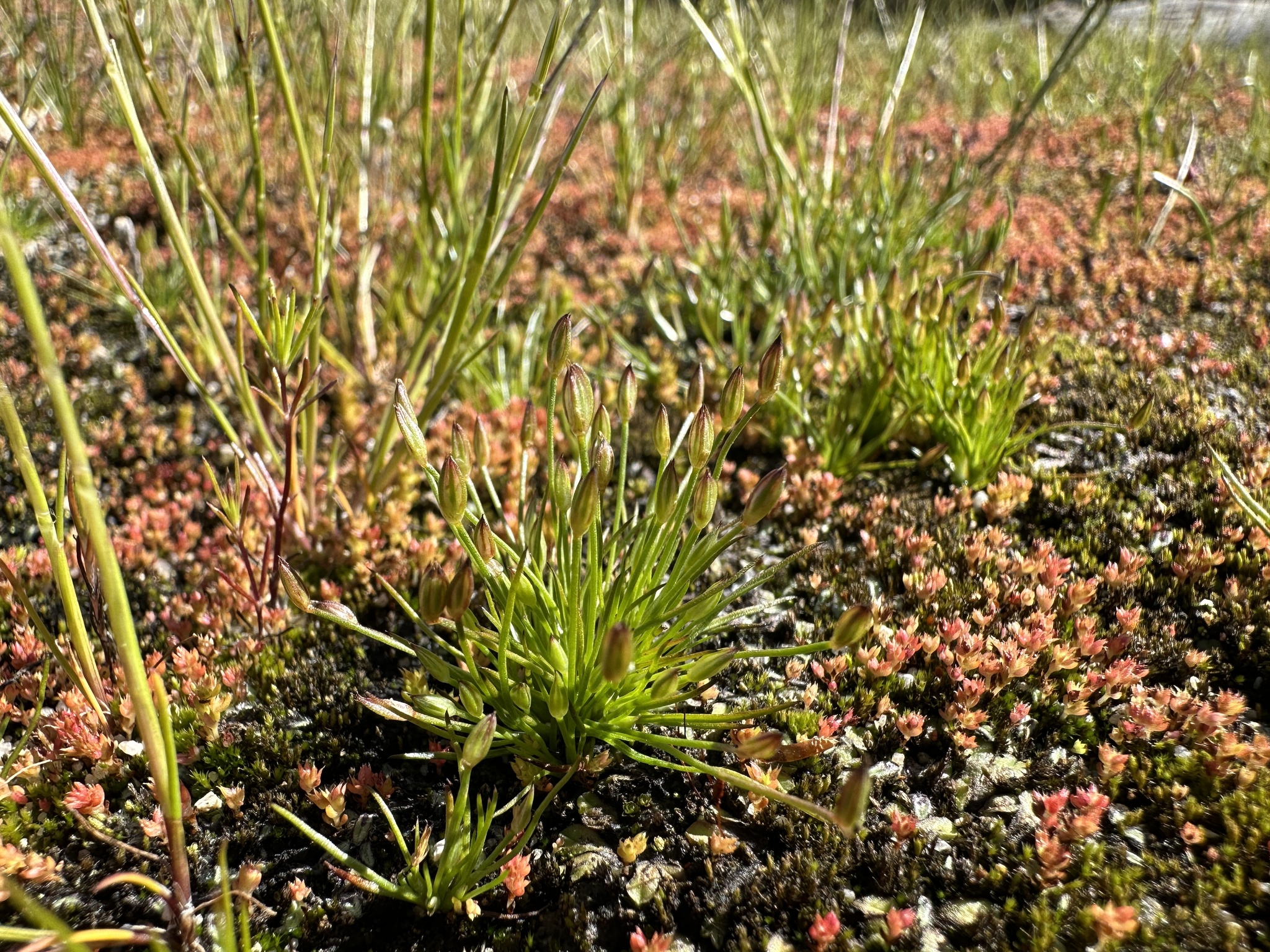 Juncus luciensis