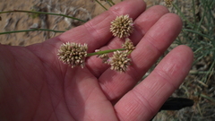 Hermbstaedtia glauca