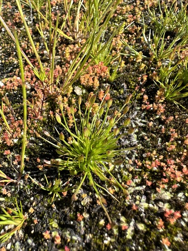 Image of Juncus luciensis by (c) Matt Berger, some rights reserved (CC BY)
