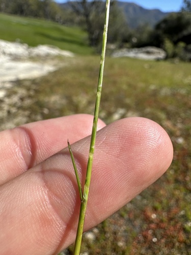 Image of Deschampsia bolanderi by (c) Matt Berger, some rights reserved (CC BY)