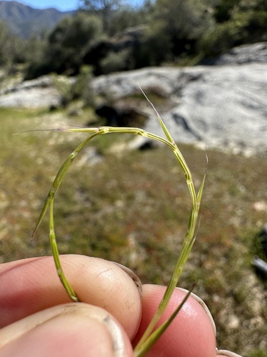 Image of Deschampsia bolanderi by (c) Matt Berger, some rights reserved (CC BY)