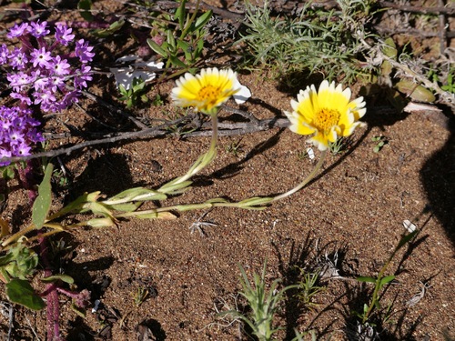 Layia platyglossa