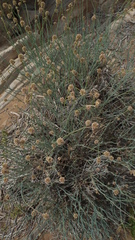 Hermbstaedtia glauca