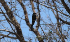 Dicrurus macrocercus javanus