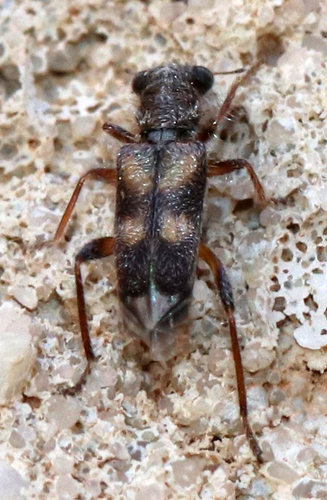 Phyllobaenus discoideus