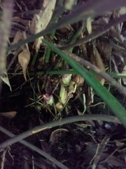 Aspidistra attenuata