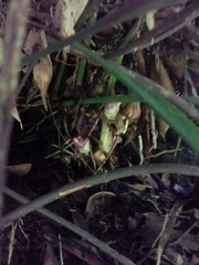 Aspidistra attenuata