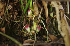 Aspidistra attenuata