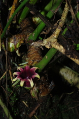 Aspidistra attenuata